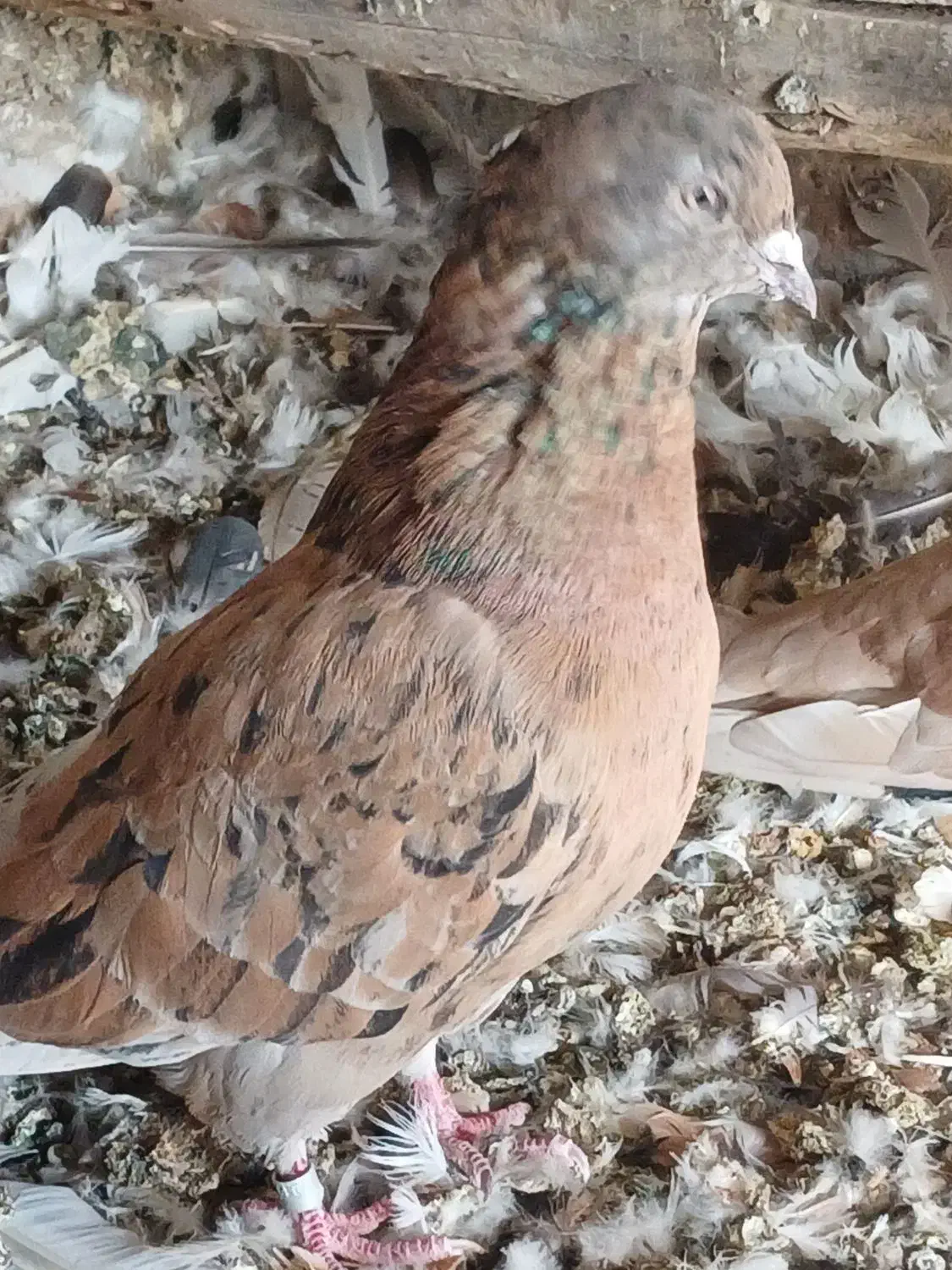 هفت رنگ پرشی چندتا طوقی|پرنده|رامند, |دیوار