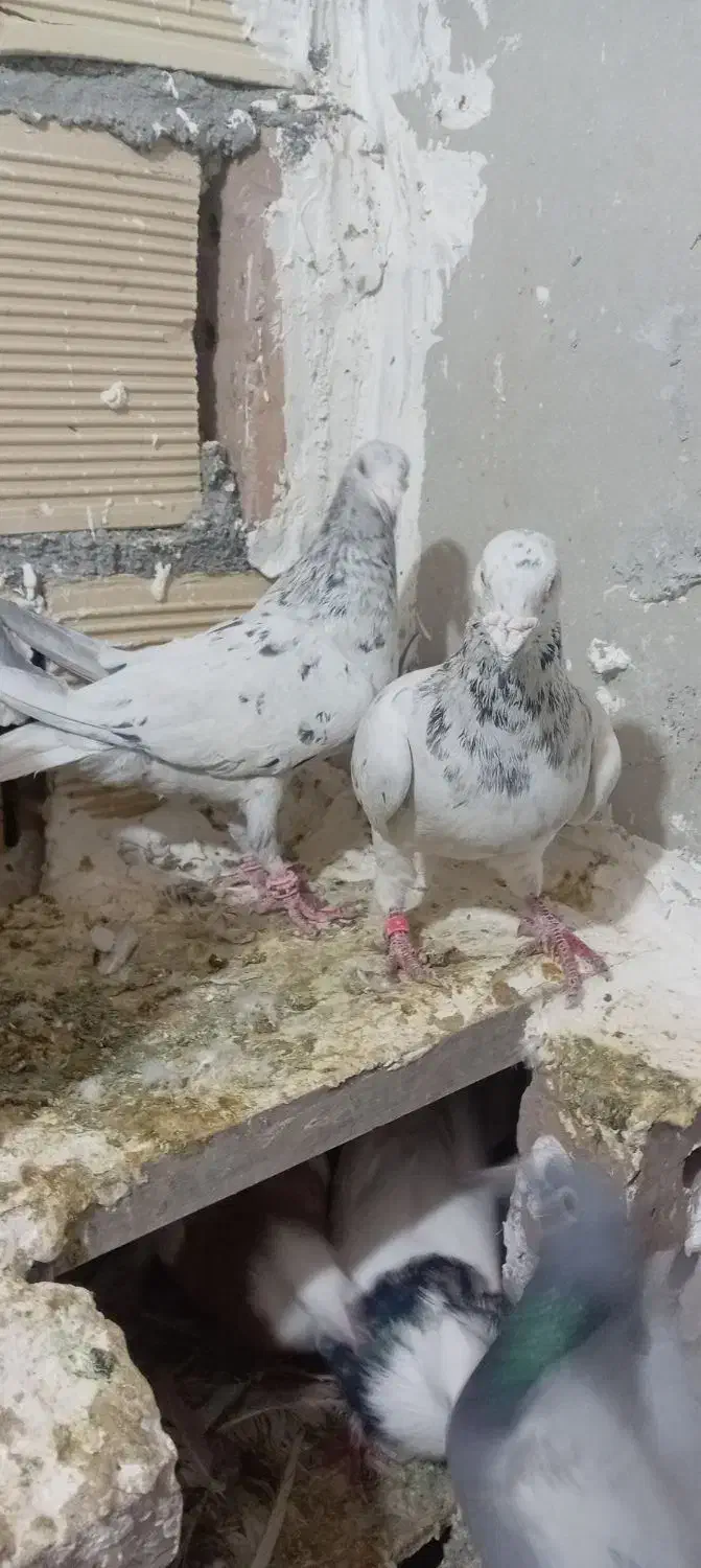 سارسرونج|پرنده|نیشابور, رحمت آباد|دیوار