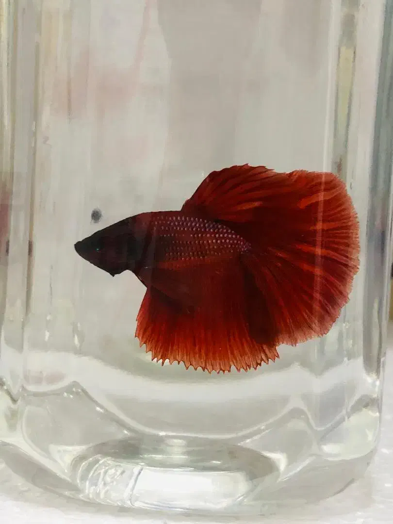 فایتر Betta|ماهی|شیراز, فرگاز|دیوار