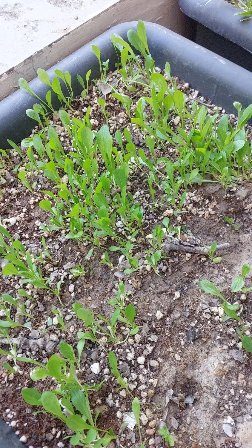 فروش ۷۵۰ متر در مجموعه باغی سند تفکیکی|فروش زمین و ملک کلنگی|شاهینشهر, شهرک سایت|دیوار