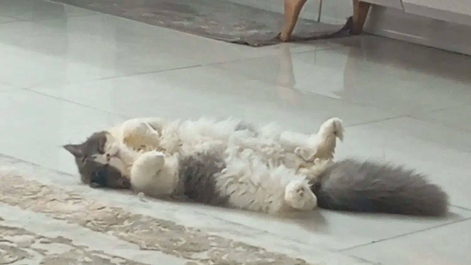 پرشین زیبا|گربه|آمل, |دیوار