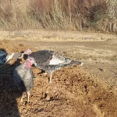 بوقلمون محلی|حیوانات مزرعه|دهگلان, |دیوار