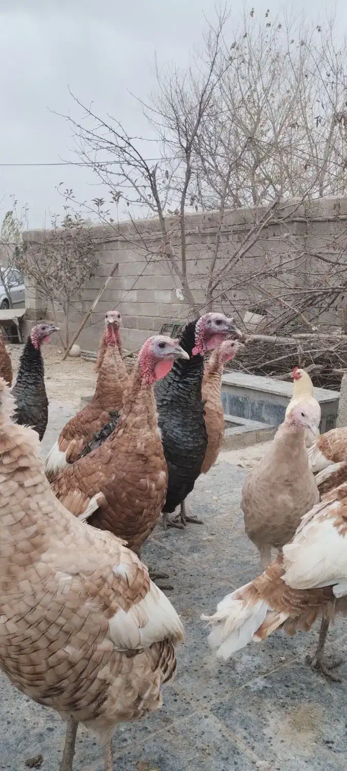 بوقلمون و مرغ خروس طبیعی|حیوانات مزرعه|اردبیل, |دیوار