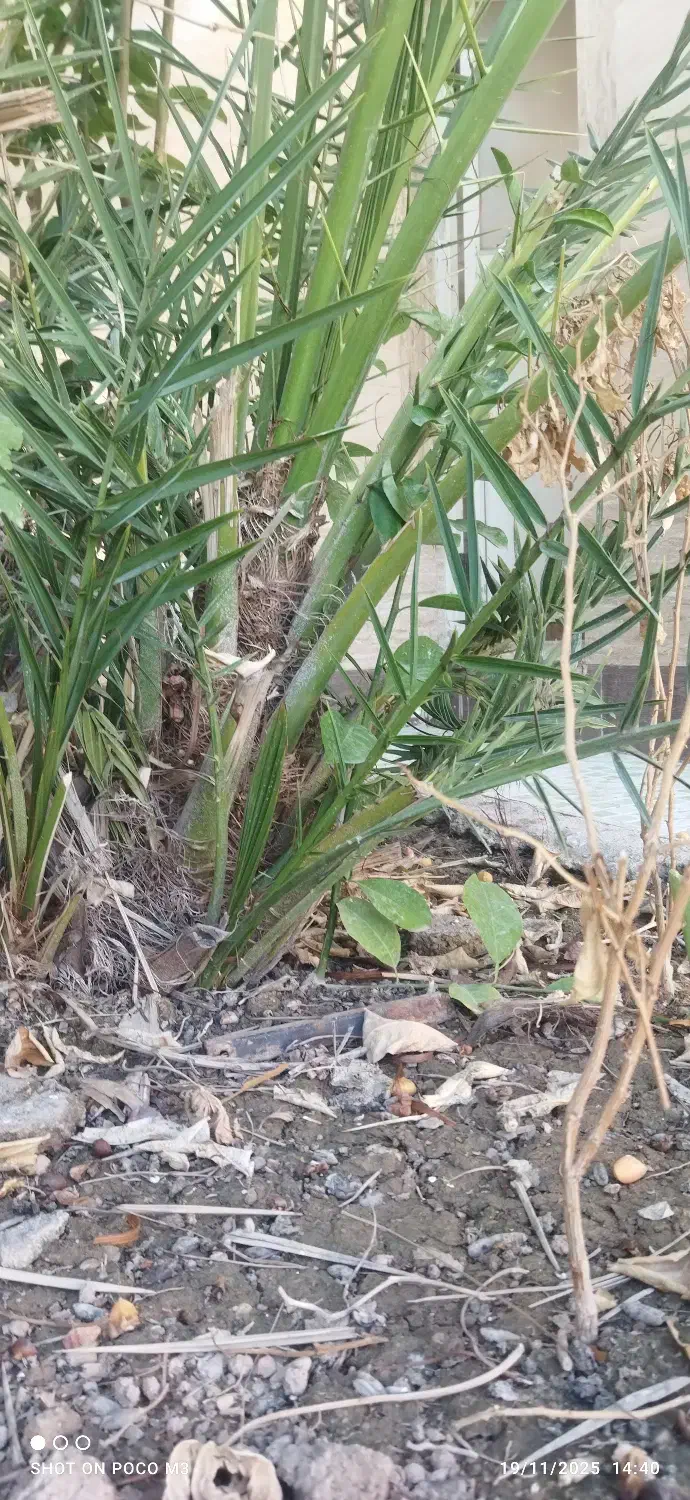 پاجوش نخل از نوع بریم|گل و گیاه طبیعی|خرمشهر, |دیوار