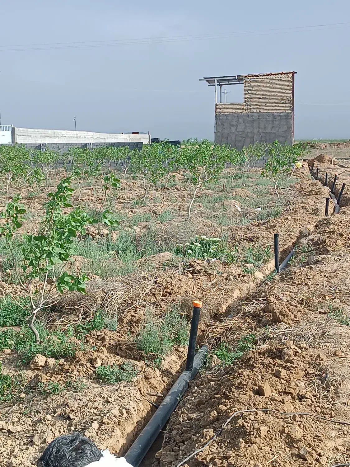 سه هکتار باغ پسته نوساله ملکی|فروش دفتر صنعتی، کشاورزی، تجاری|رضویه, |دیوار