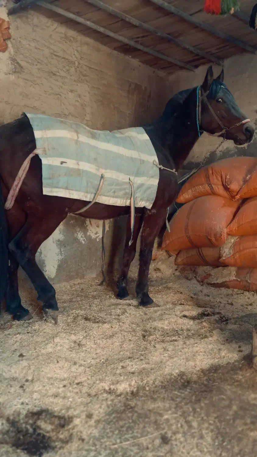 اسب|اسب و تجهیزات اسب‌سواری|مریوان, |دیوار