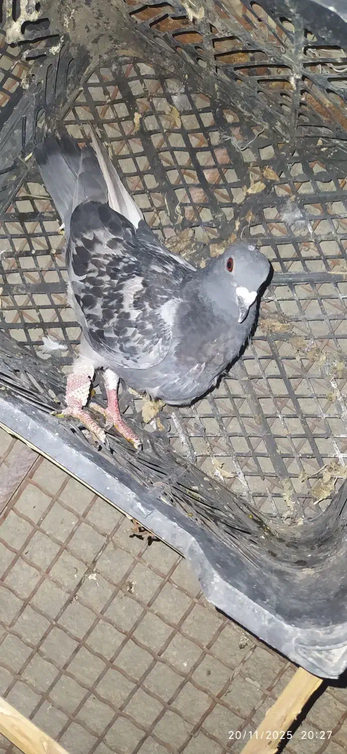 کبوتر فروشی|پرنده|سراوان, |دیوار