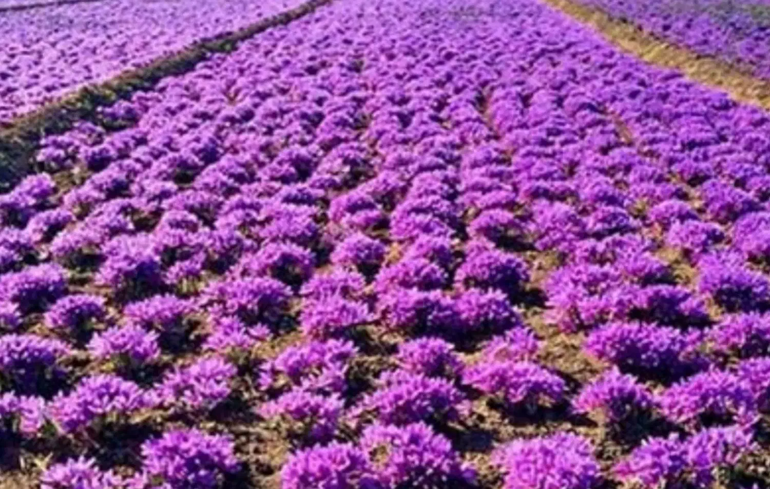 چیدن زعفران|استخدام صنعتی، فنی، مهندسی|کوهدشت, |دیوار