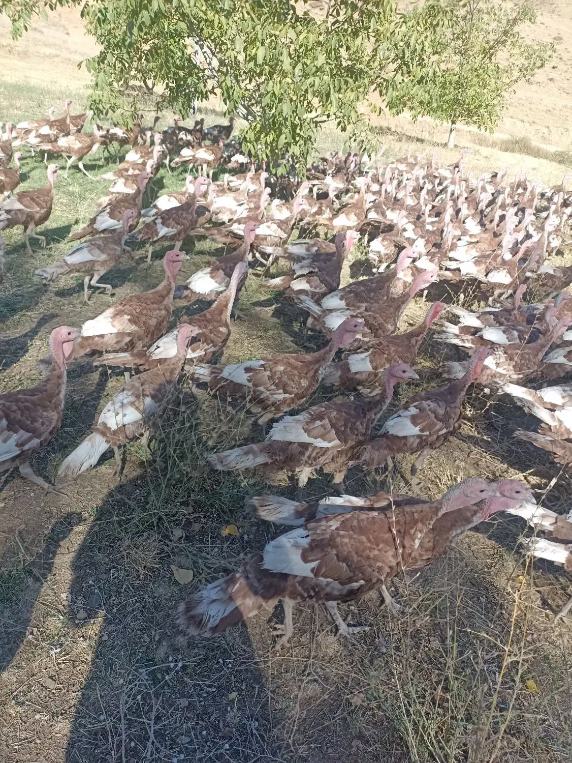 فروش قلی محلی|حیوانات مزرعه|بانه, |دیوار