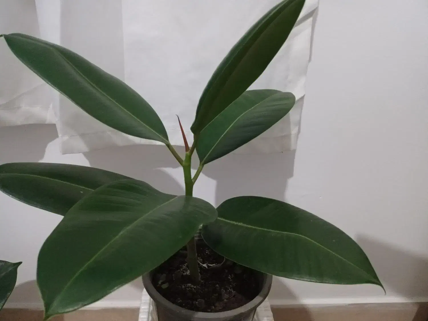 گلهای آپارتمانی و کاکتوس|گل و گیاه طبیعی|تالش, طولارود|دیوار