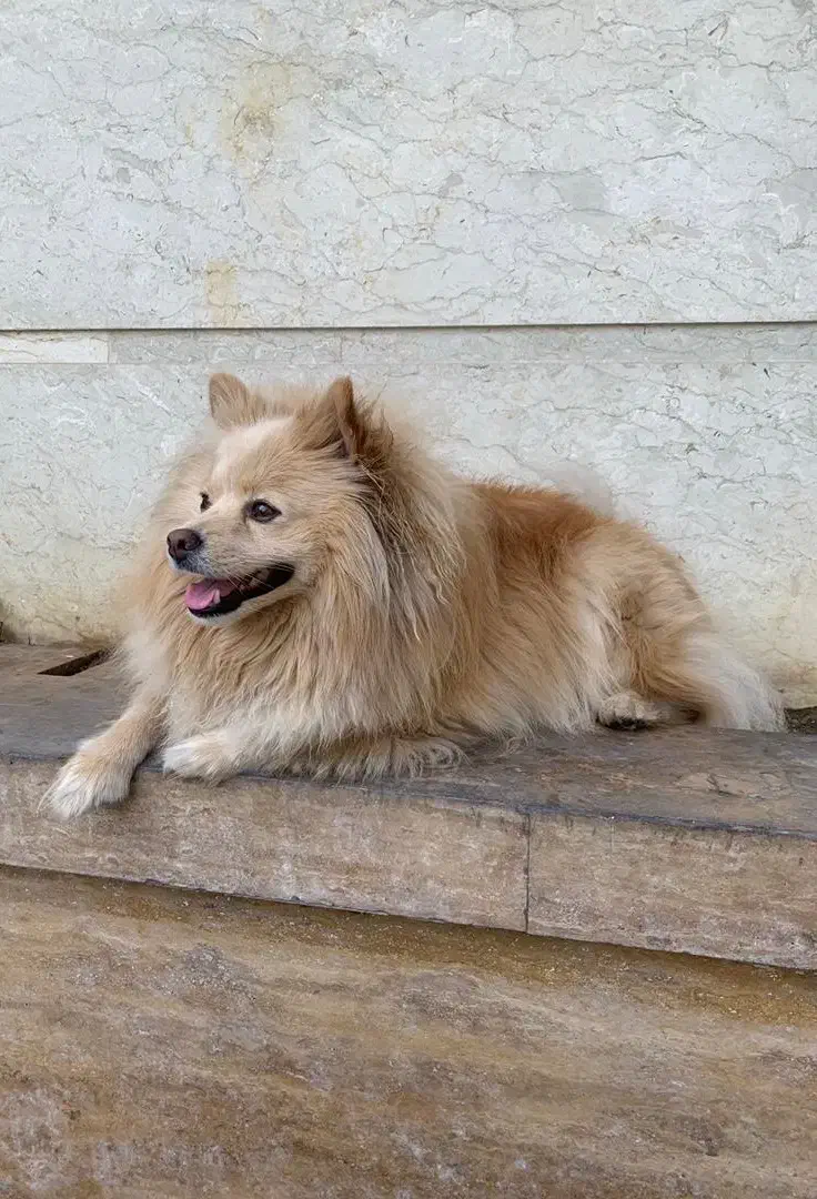 سگ گمشده|حیوانات|رشت, پاستوریزه|دیوار