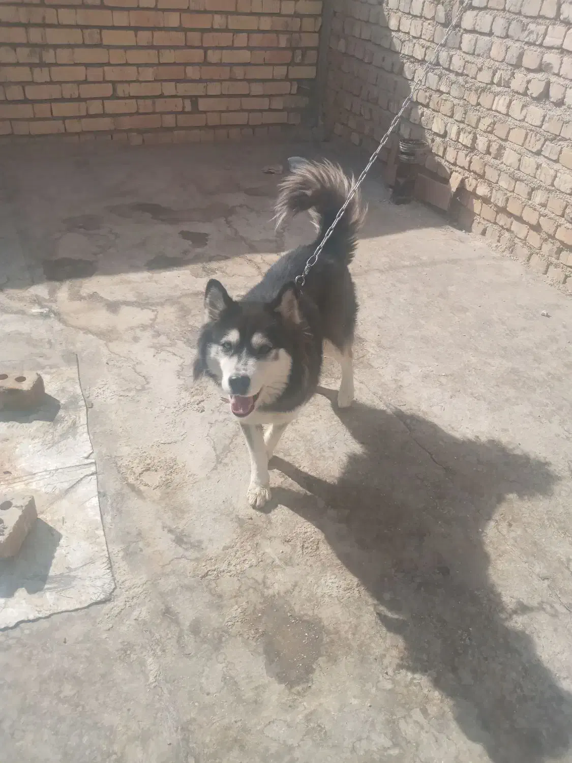 سگ عاصکی|سگ|سیاخ دارنگون, |دیوار