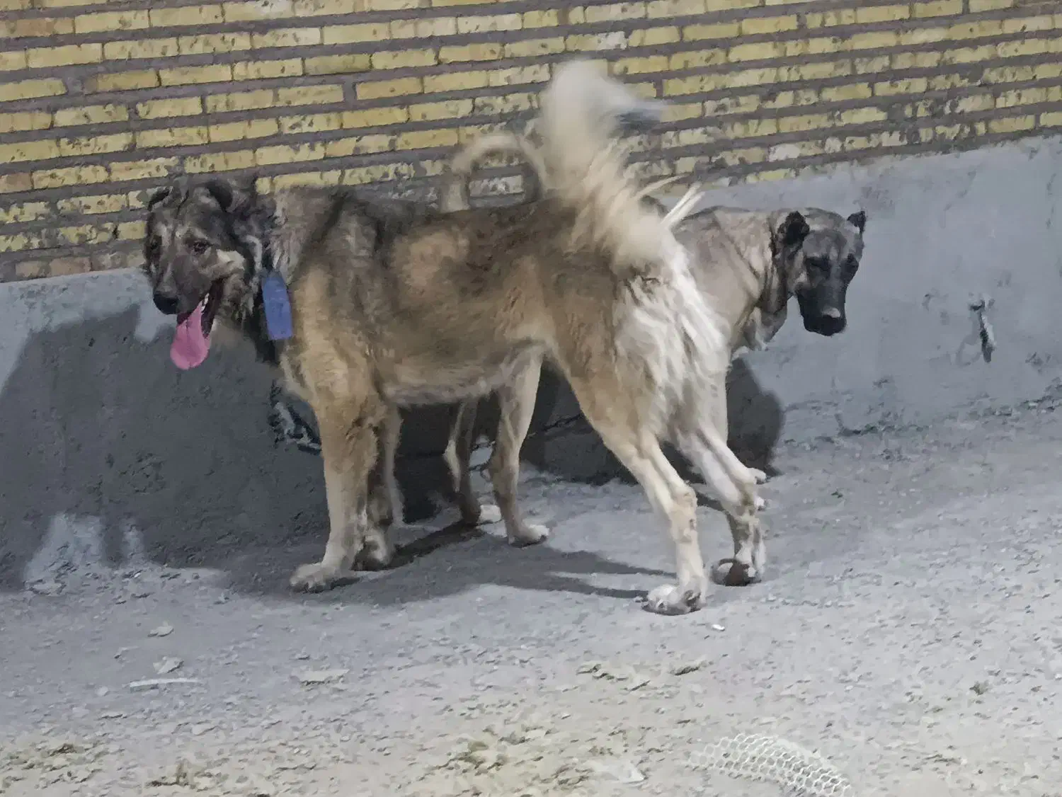 دانا۲۳ماهه|سگ|سراب, |دیوار