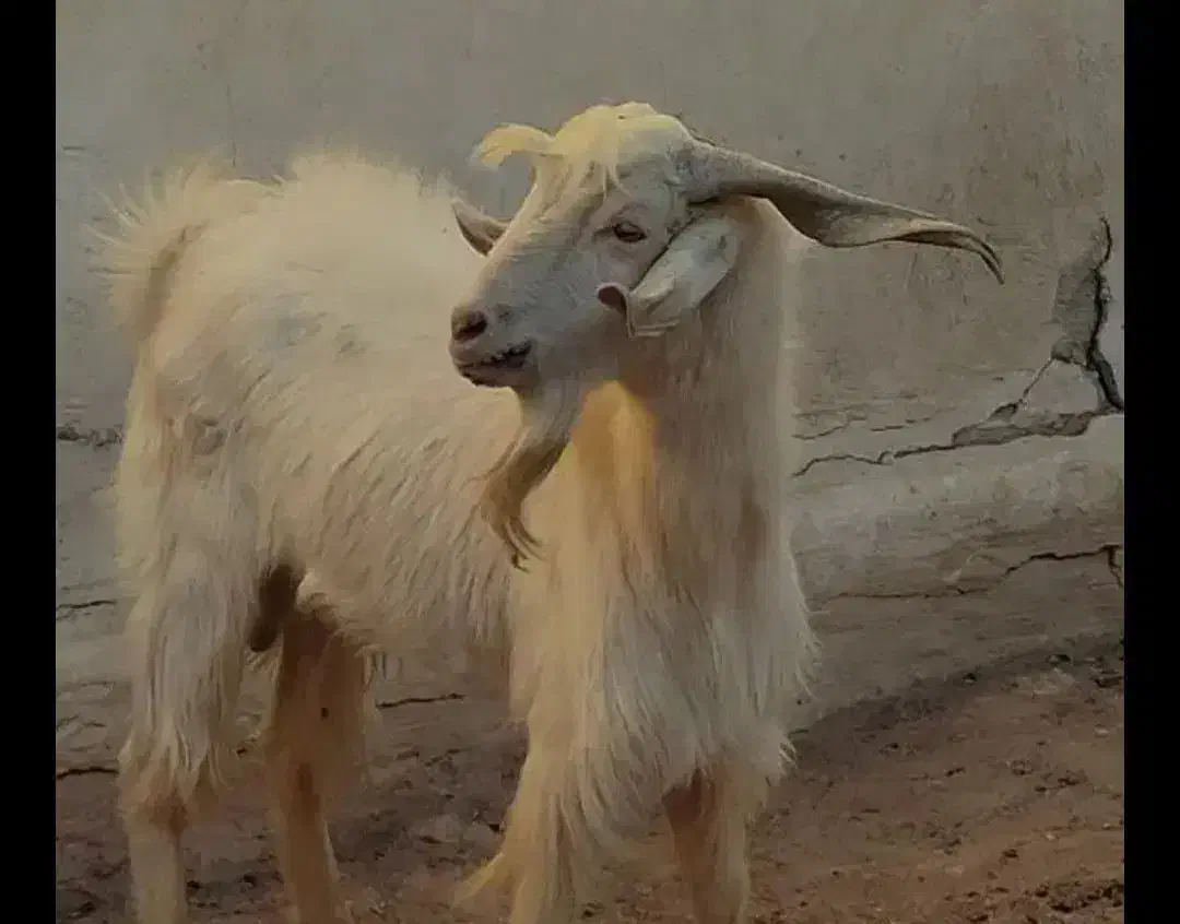 فروش کهر نره یکساله|حیوانات مزرعه|کاکی, |دیوار