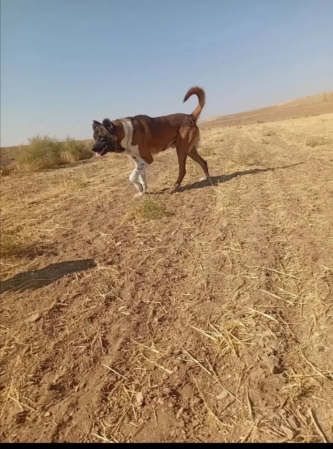 دو قلاده سگ نگهبان عالی هر دو نر|سگ|چهارباغ, |دیوار