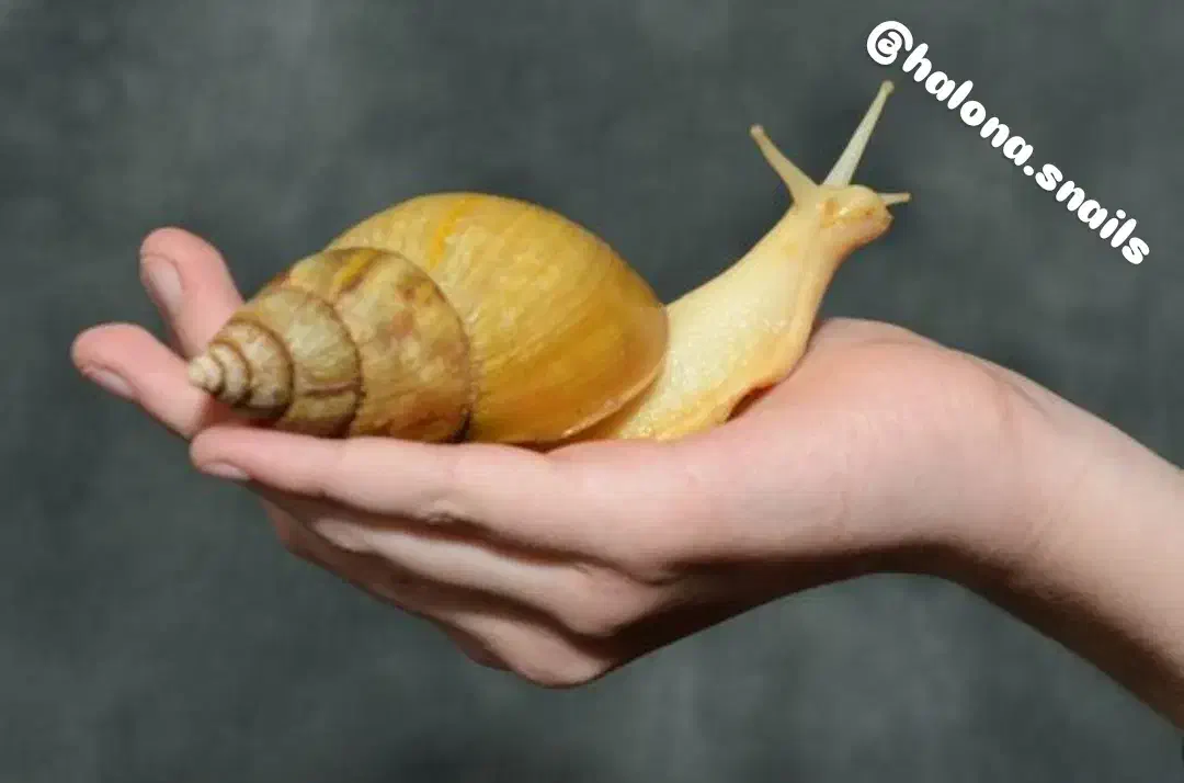 پرورش حلزون|آرایشی، بهداشتی، درمانی|فردوس (خراسان), |دیوار