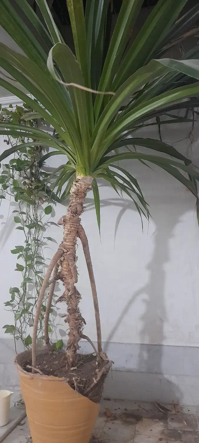 فروش گل|گل و گیاه طبیعی|یزد, |دیوار