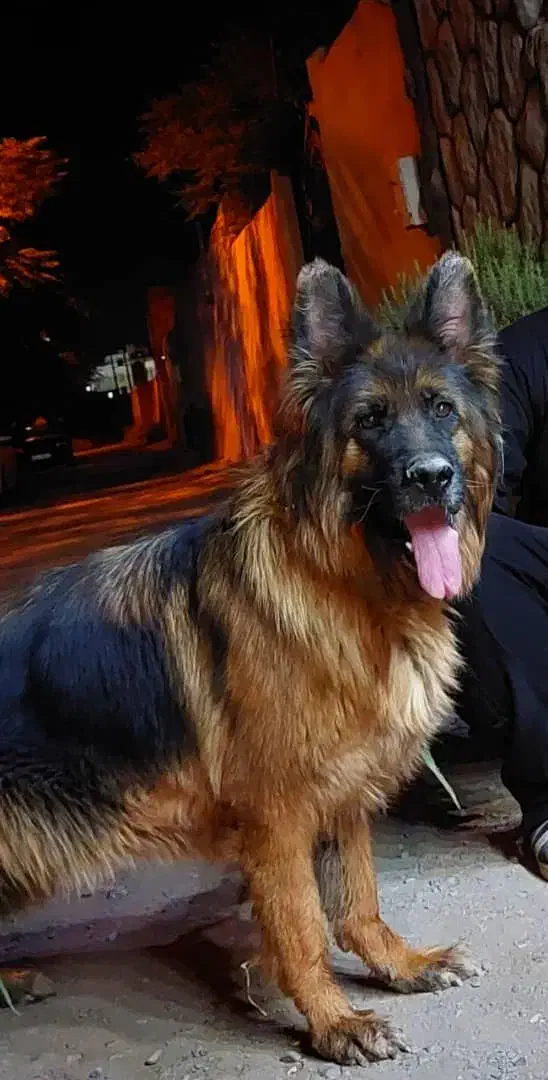 ژرمن ماده موبلند|سگ|تهران, لاله زار|دیوار