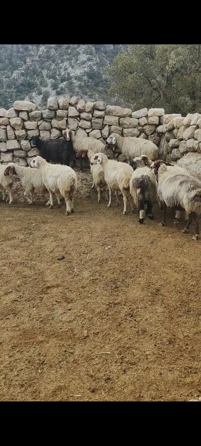 میش گوسفند|حیوانات مزرعه|اندیمشک, |دیوار