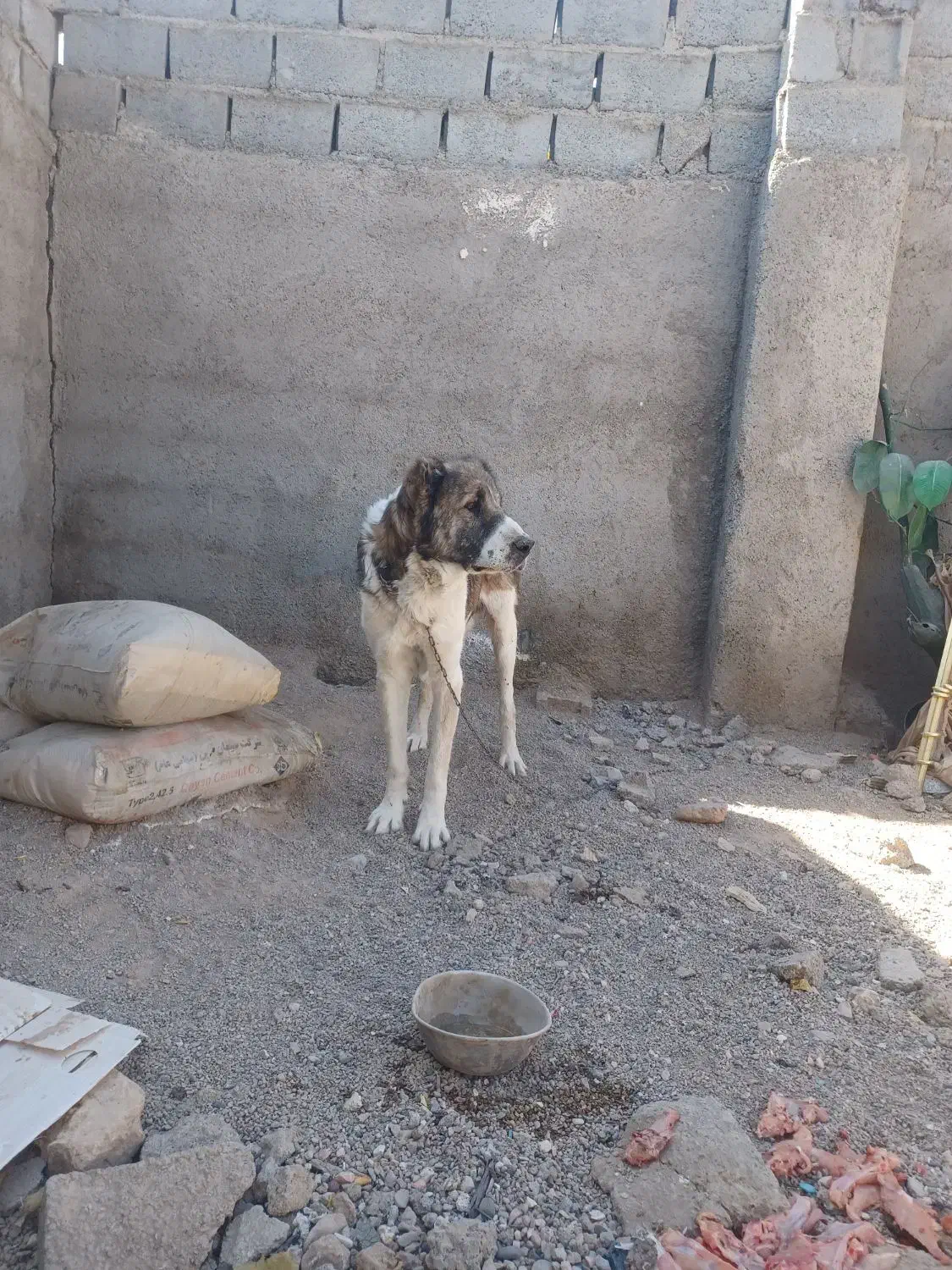 واگذاری سگ|سگ|قائن, |دیوار