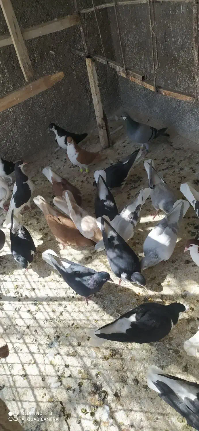 کبوتر رنگی|پرنده|تاکستان, |دیوار