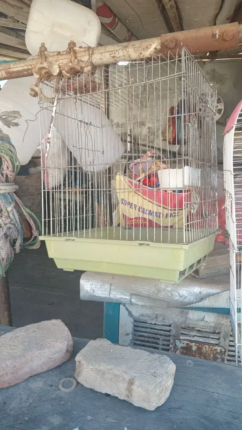 عروس هلندی باقفس|پرنده|کرج, کمال‌شهر|دیوار