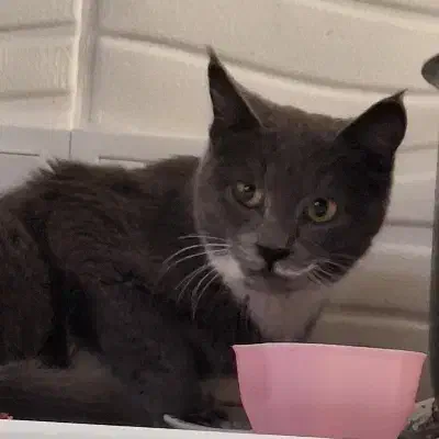 گربه پیدا شده نژاد دار|حیوانات|تهران, هفده شهریور|دیوار