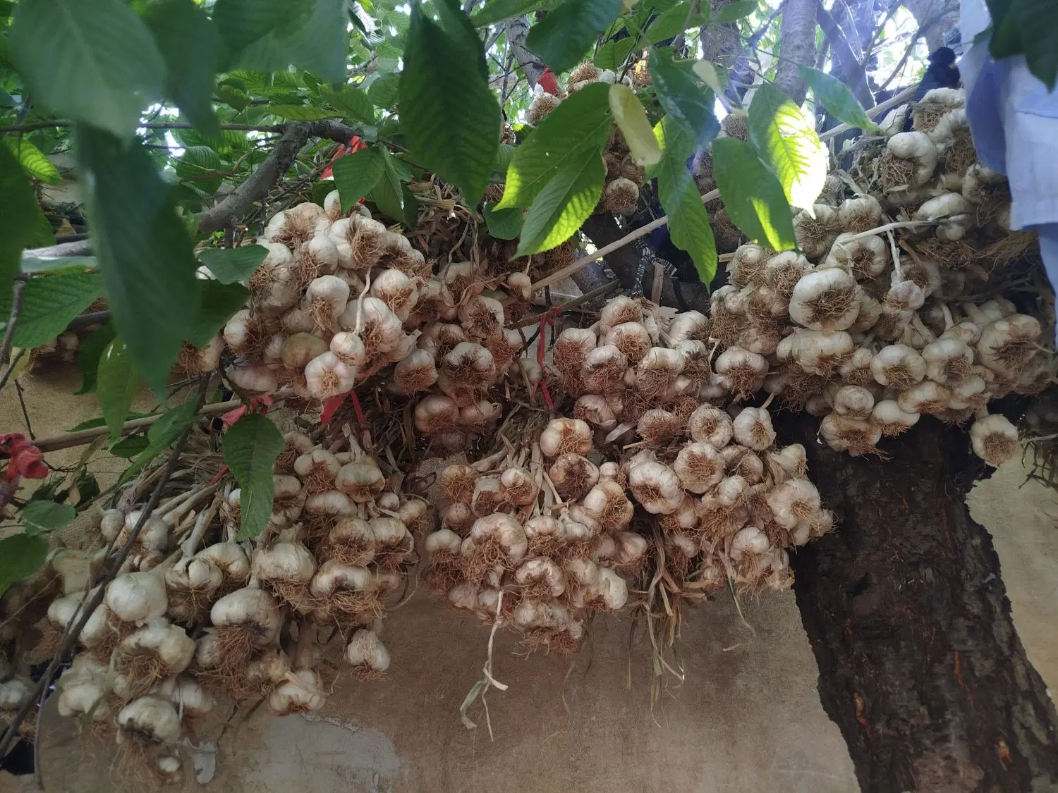 سیر|خوردنی و آشامیدنی|نورآباد, |دیوار