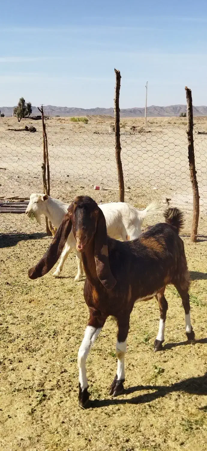 بز گولگولی اصل پاکستانی گوش دراز|حیوانات مزرعه|زاهدان, |دیوار