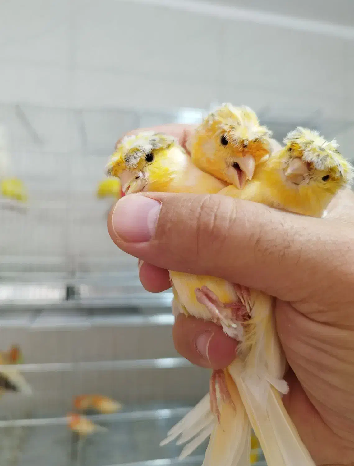 قناری نر و ماده مولد،اماده آماده|پرنده|آباده, |دیوار