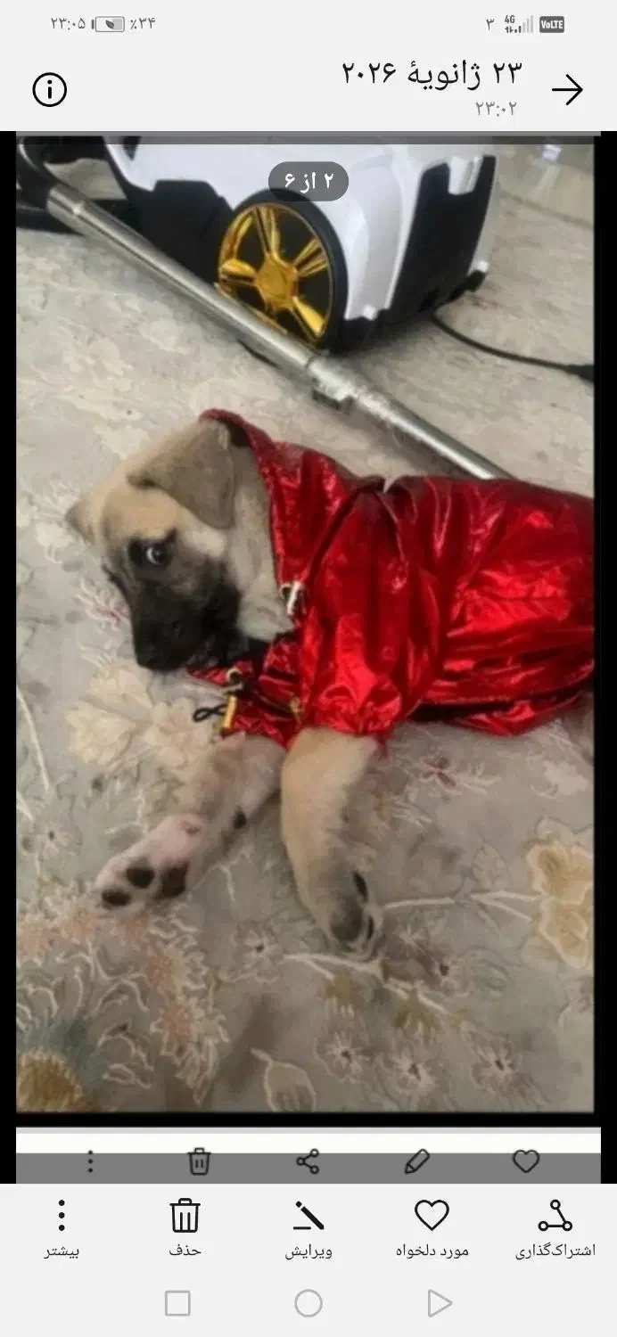 سگ رایگان|سگ|مشهد, دانشجو|دیوار