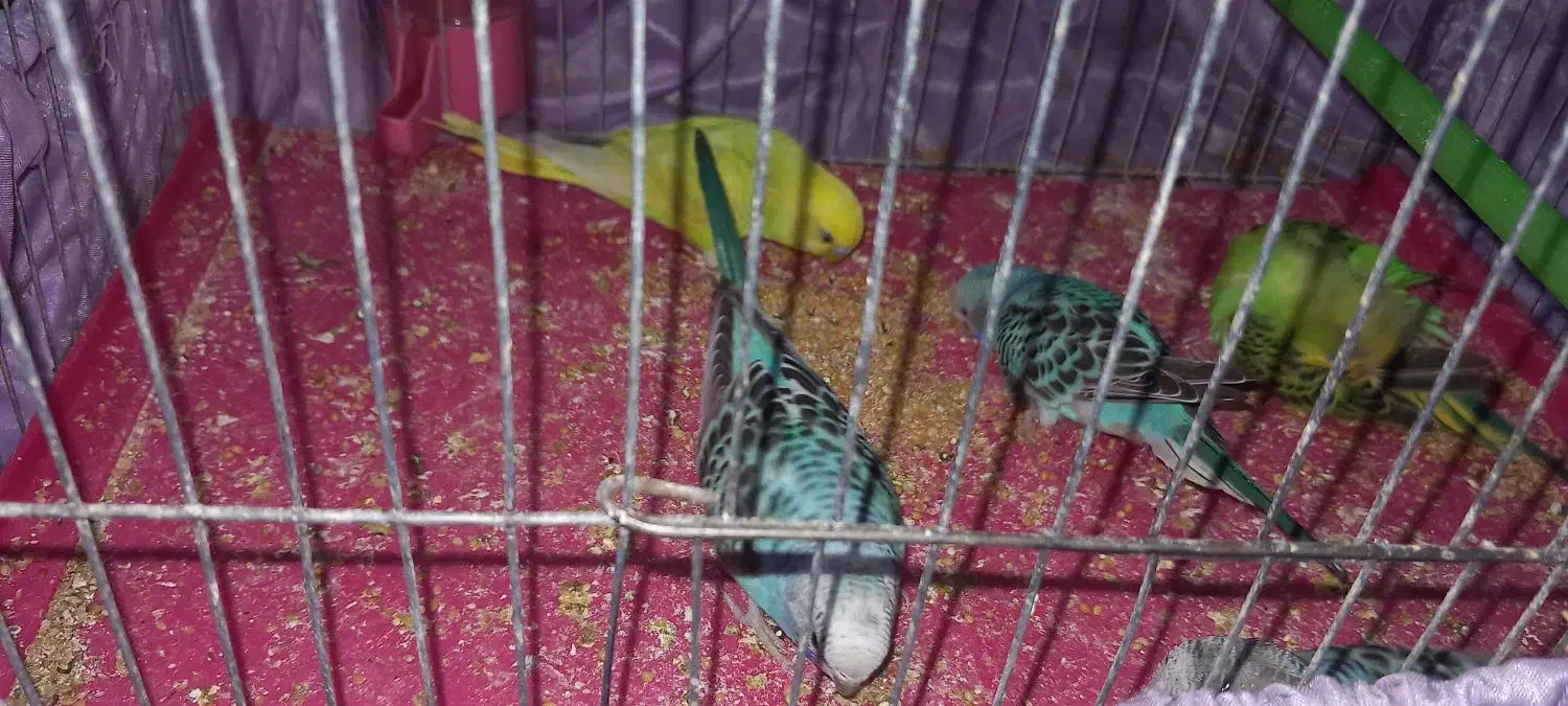 مرغ عشق|پرنده|امیدیه, |دیوار