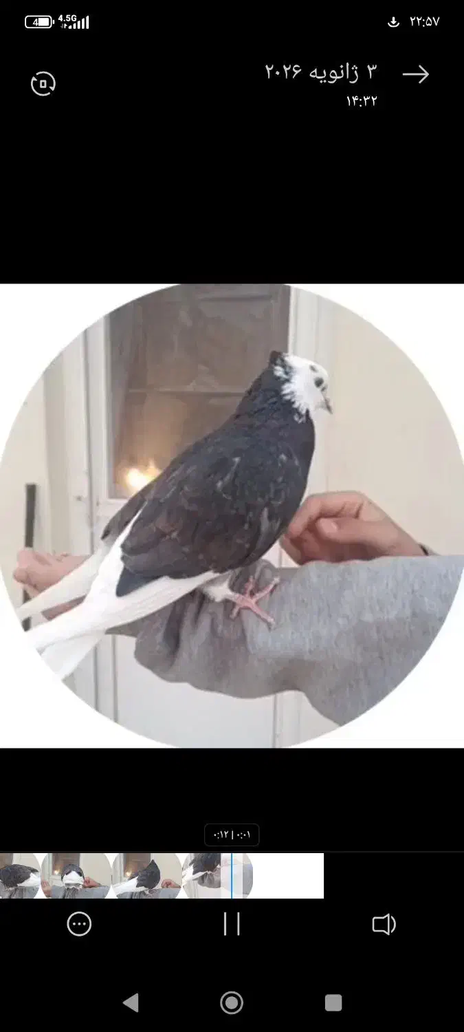 کفتر شازده سیاه|حیوانات|مشکین‌دشت, |دیوار