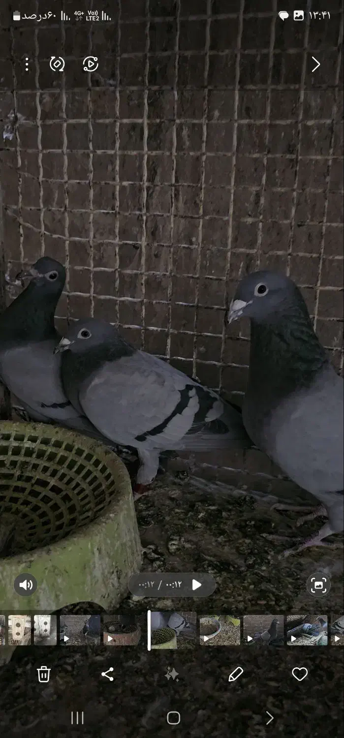 نروماده پلاکی|پرنده|خاش, |دیوار