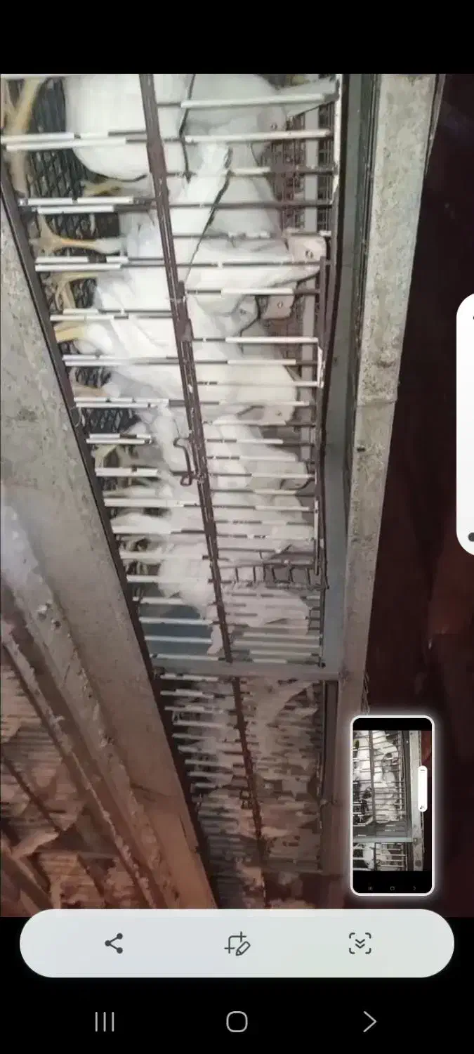 تولیت تخمگذار ۸۰ روزه|حیوانات مزرعه|خان ببین, |دیوار