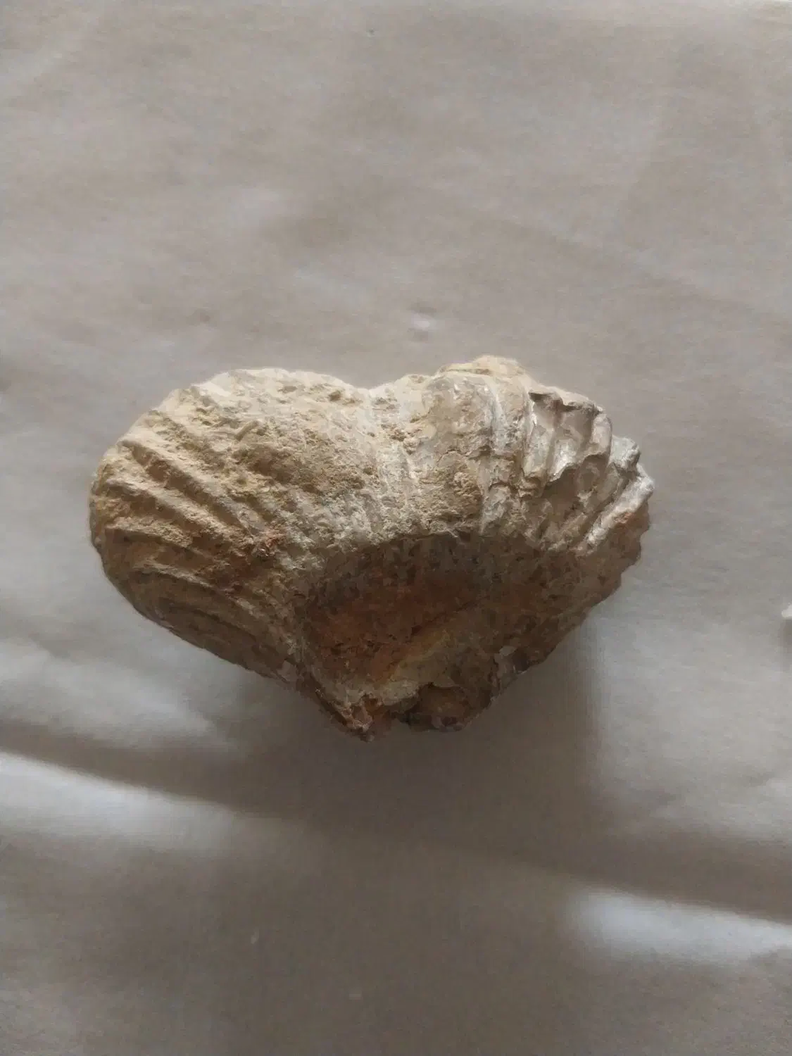 فسیل زیبا و با ارزش|کلکسیون اشیاء عتیقه|نیشابور, فردوس شمالی|دیوار