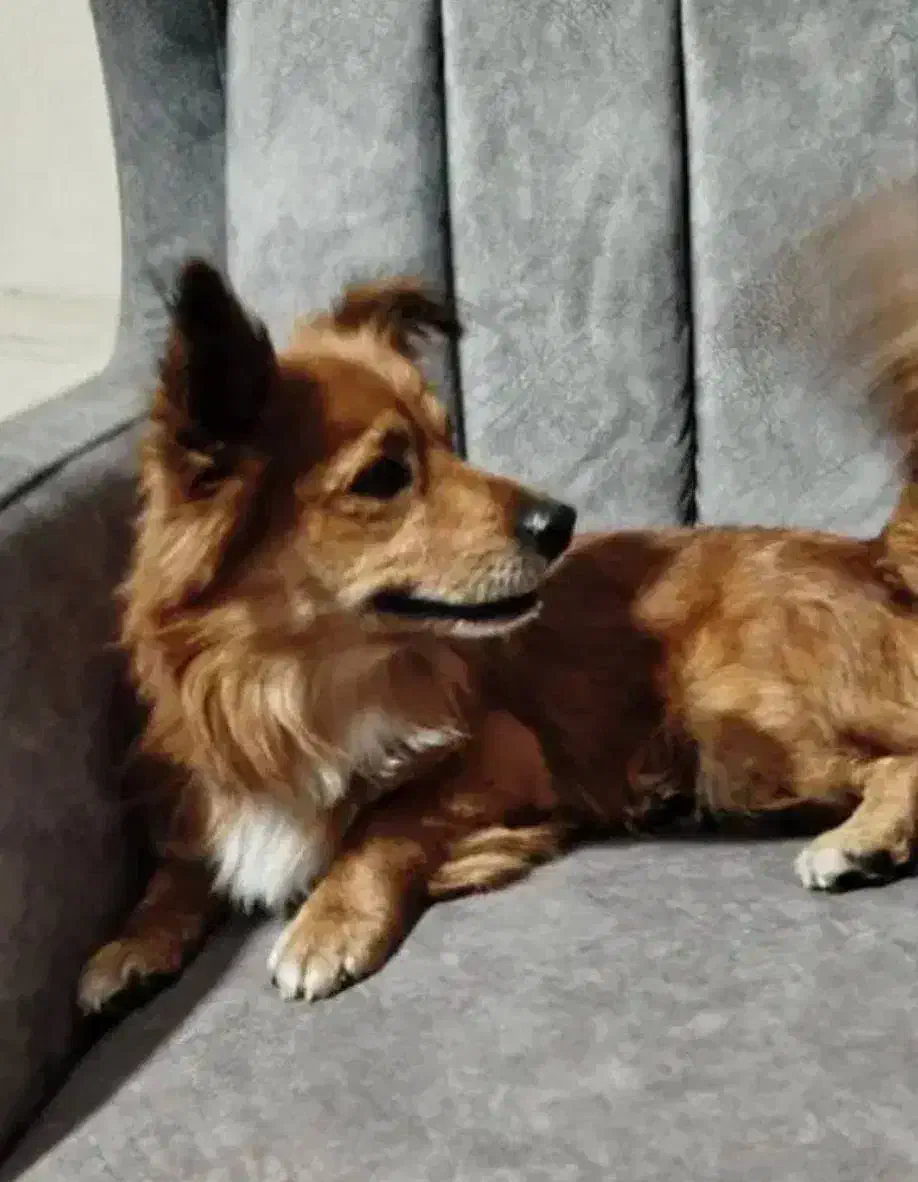 واگذاری شیتزو پامر|سگ|تهران, آبشار تهران (دریاچه)|دیوار