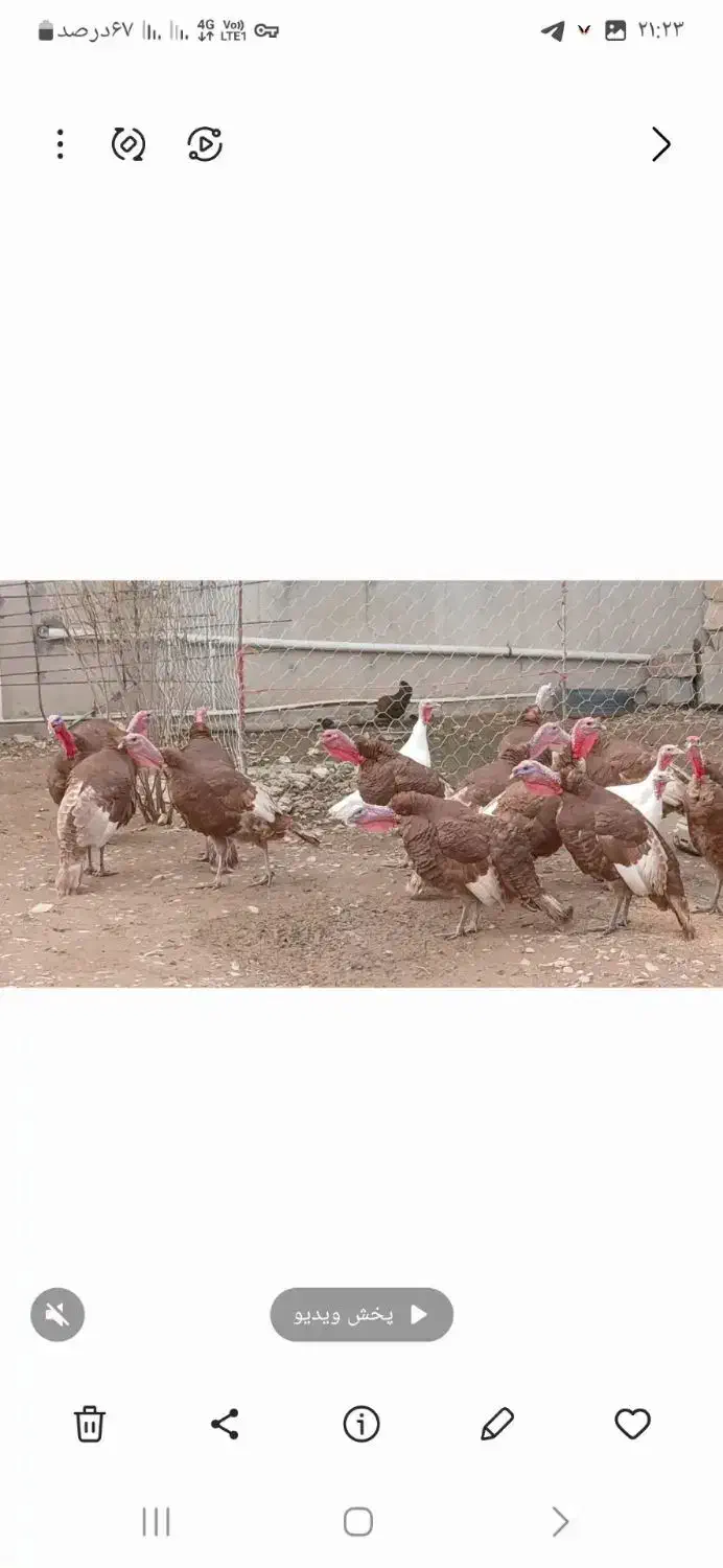 بوقلمون|حیوانات مزرعه|دشت ذهاب, |دیوار