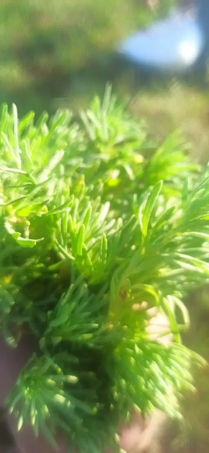 گیاه درمانی|آرایشی، بهداشتی، درمانی|تبریز, |دیوار