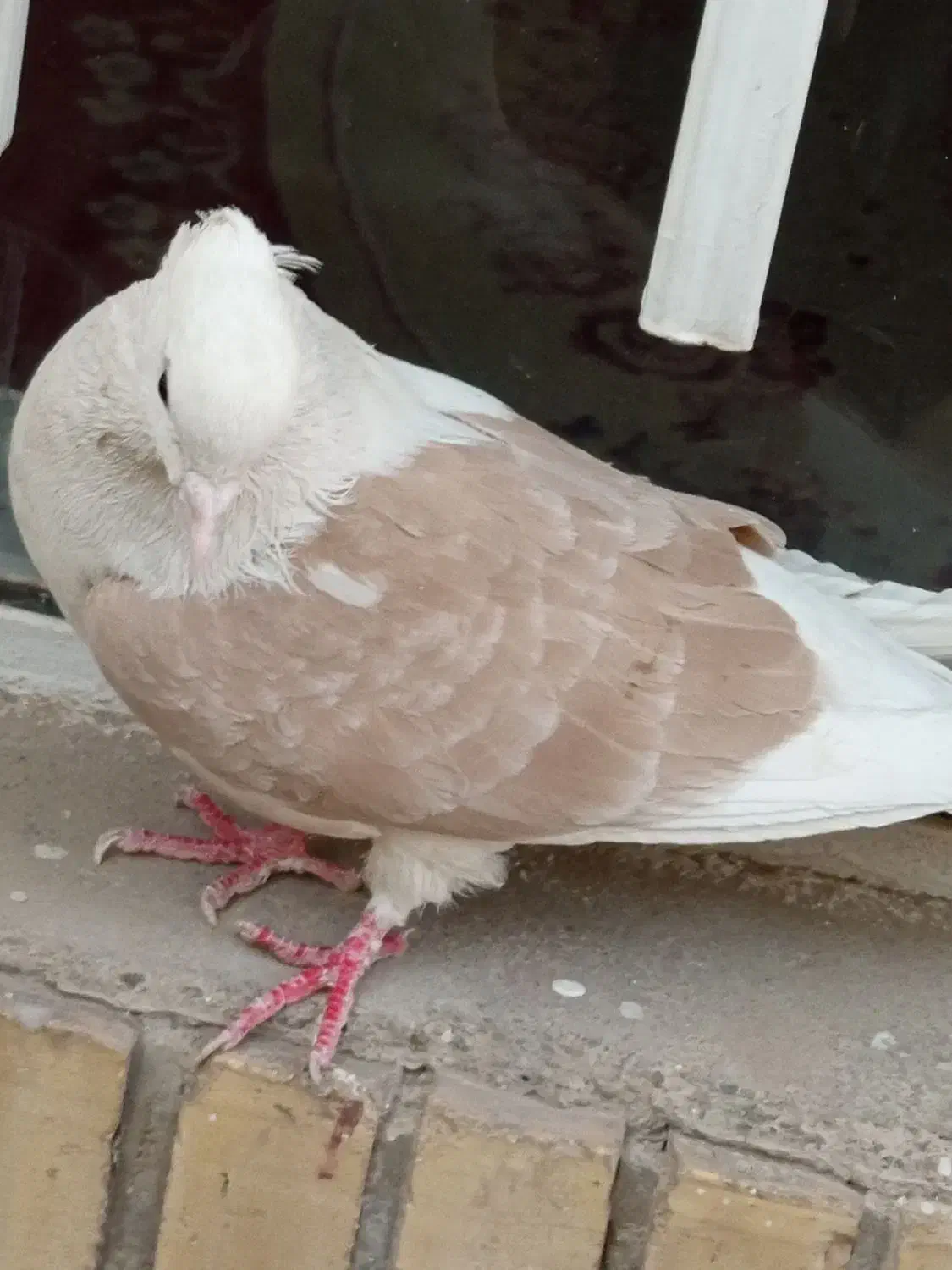 کبوتر رنگی|پرنده|شاهین‌شهر, شهرک گلدیس|دیوار