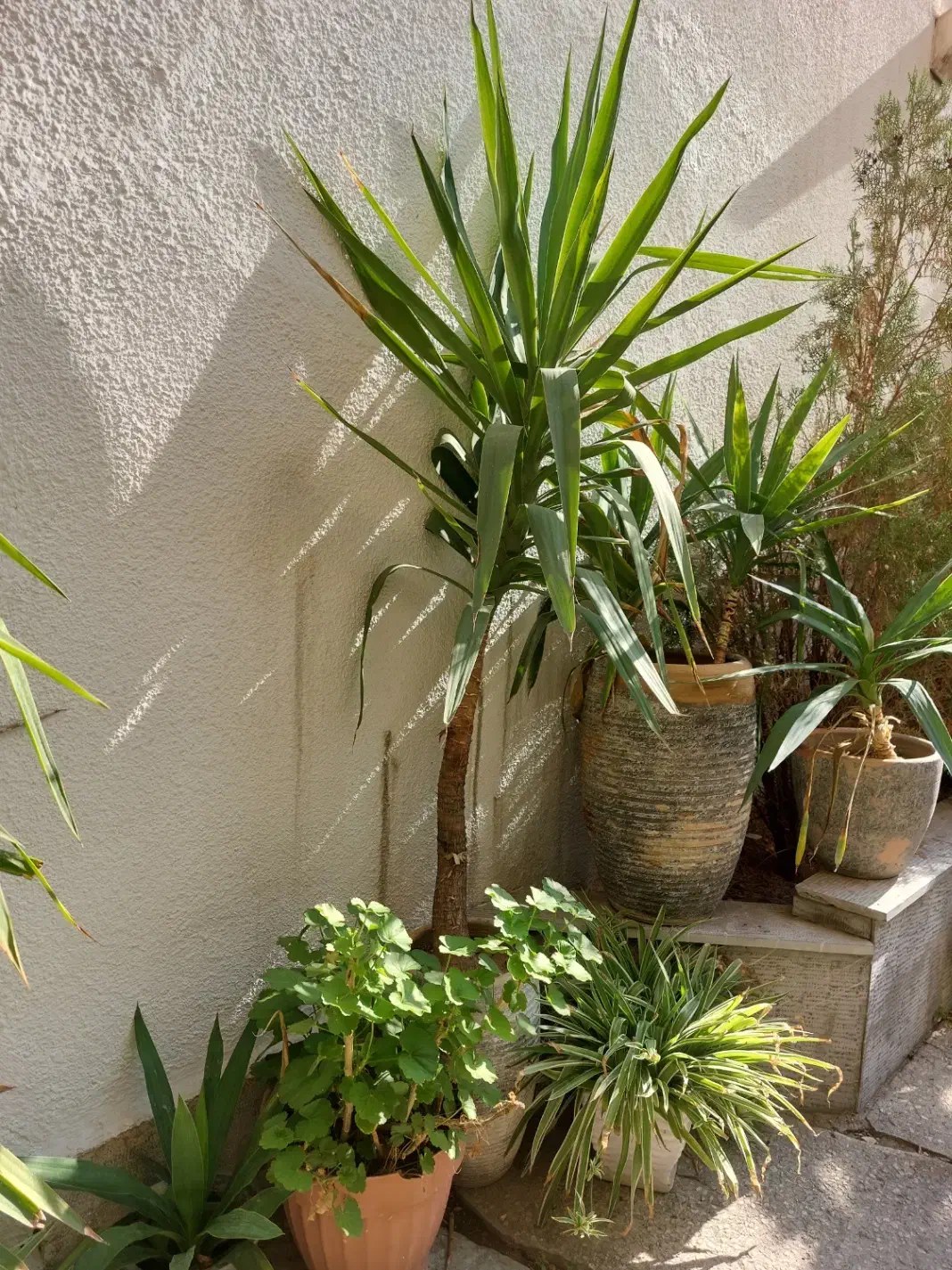 گلدان باگل یوکا|گل و گیاه طبیعی|تهران, امانیه|دیوار