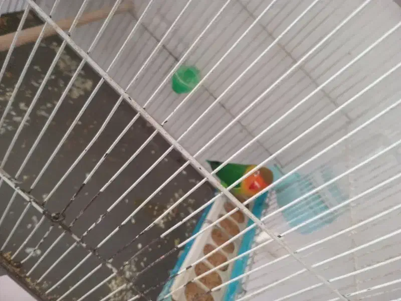 سلام جفت کوتوله برزیلی|پرنده|کرمان, |دیوار