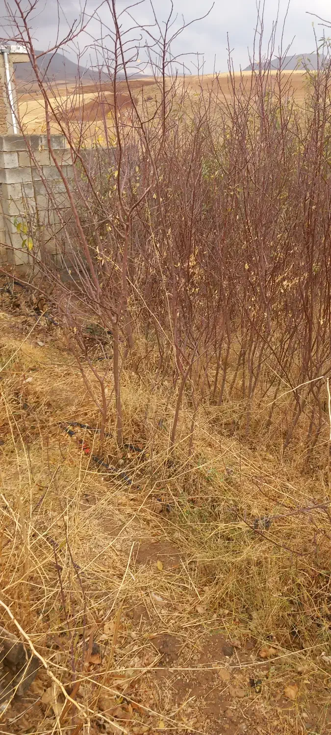 نهال بادام|خدمات باغبانی و درختکاری|شاهین دژ, |دیوار