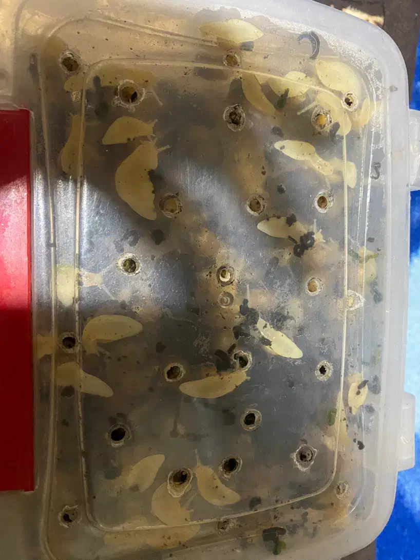 فروش حلزون درمانی|خزنده|ماهان, |دیوار