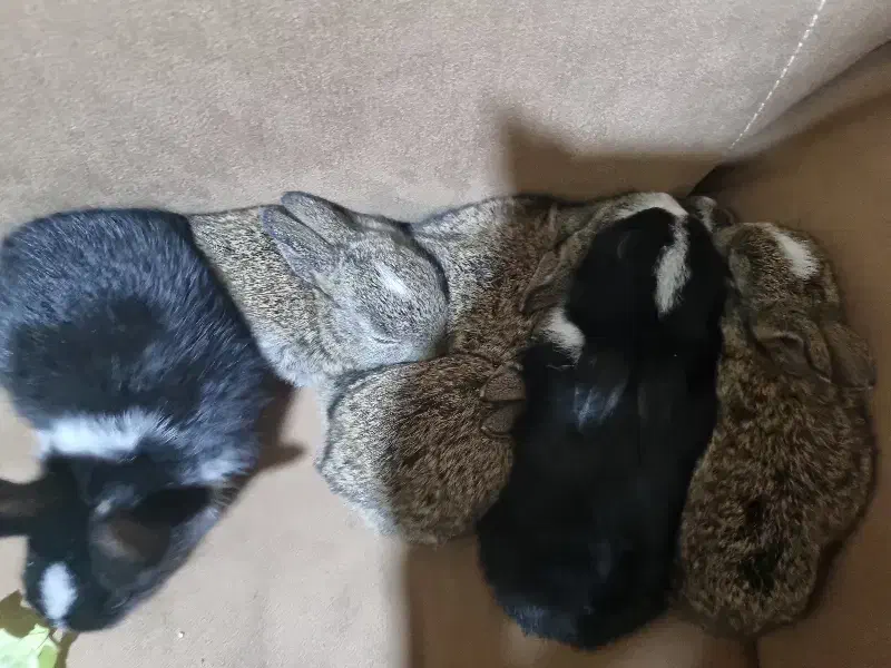 فروش بچه خرگوش|موش و خرگوش|یزد, |دیوار