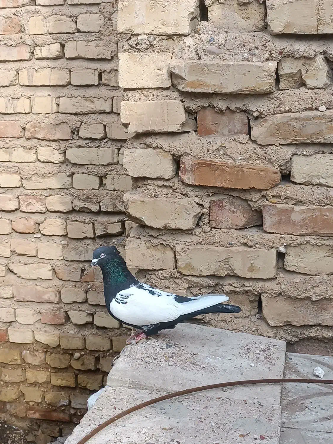 دوکت سفید|حراج|فسا, |دیوار