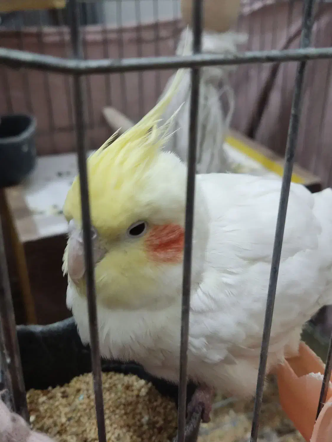 عروس هلندی|پرنده|مرودشت, کوشک|دیوار