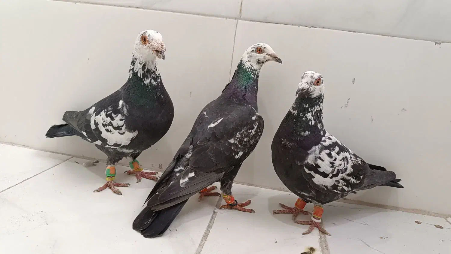 سوسکی|پرنده|سده (خراسان جنوبی), |دیوار