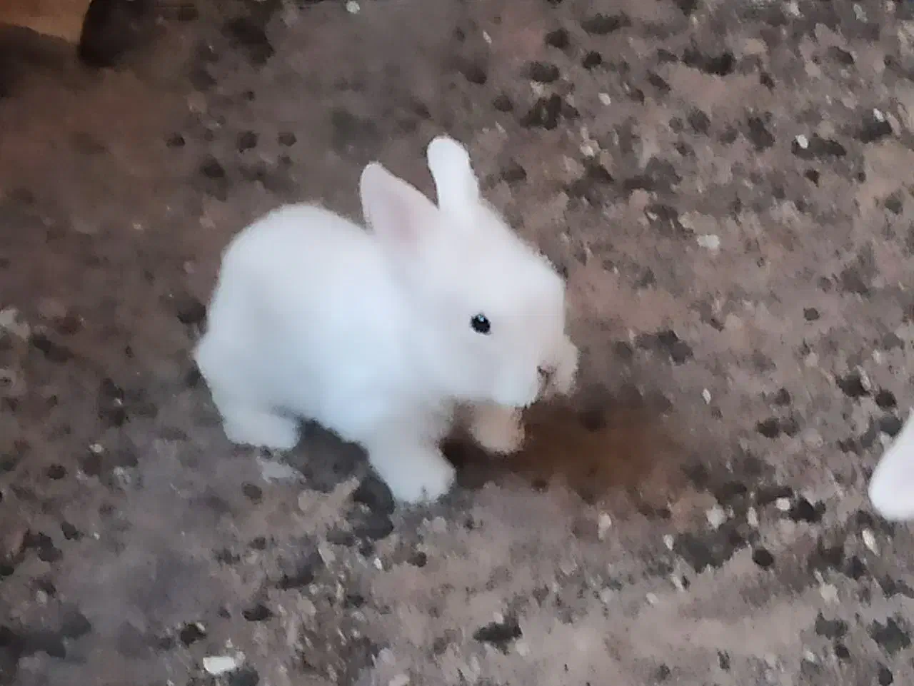 بچه خرگوش|موش و خرگوش|سبزوار, جنت|دیوار