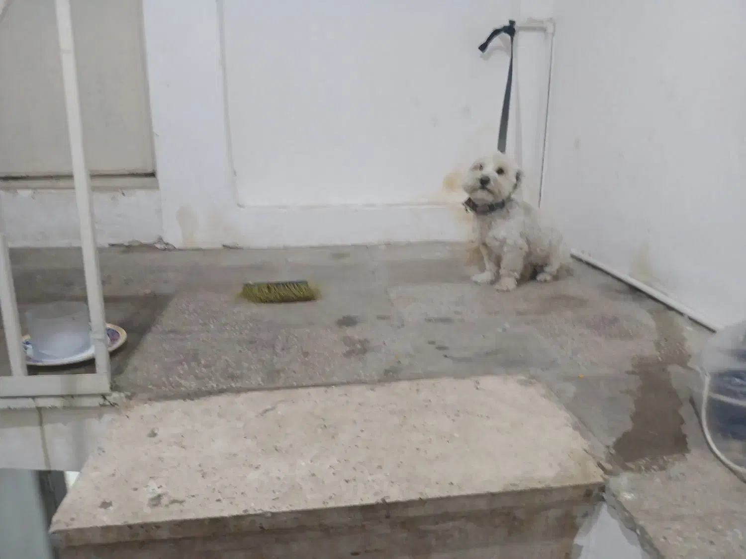 گمشده|سگ|بروجرد, |دیوار